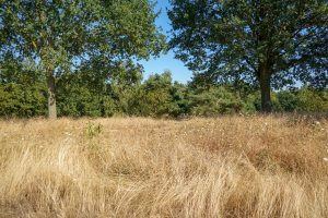 Quelle: Claudia Braun - Canva