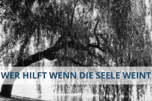 Trauerweide am Ufer